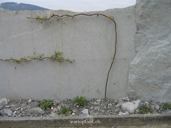 Detailansicht Kletterhilfe